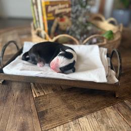 Colt - Black tri male Miniature American Shepherd puppy in Payson, Arizona from Barnhardt Minis