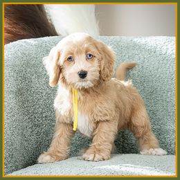 Cordelia - Red and white female Cockapoo puppy in Connersville, Indiana from Deaz Doodle Ranch