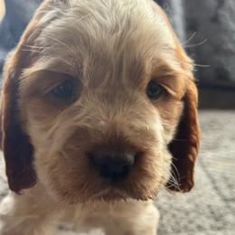 Fiona - Lemon and white female English Springer Spaniel puppy in Coeur D'alene, Idaho from Springer Hollow