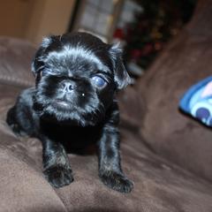 Rudolph - Black and tan male Brussels Griffon puppy in Huntsville, Alabama from Tammy's Brussels