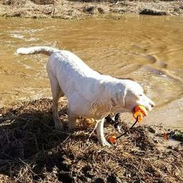 Kirby - Labrador Retriever