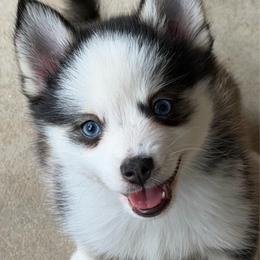 Bandit - Wolf sable male Pomsky puppy in Magnolia, Texas from Solace Shelties and Pomskies