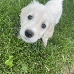 Boy 1 - Goldendoodle puppy in Palmer, Alaska from Northern Aussiedoodles