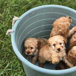 Goldendoodle puppies from Honey Blossom Doodles