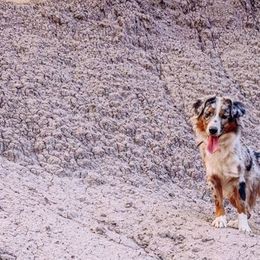 Miniature American Shepherds from High Desert Orchard Miniature American Shepherds