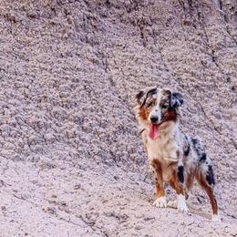 Miniature American Shepherds from High Desert Orchard Miniature American Shepherds