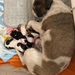 Shih Tzu puppies from Happy Hour Shih Tzus