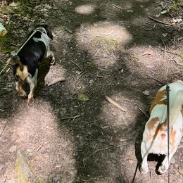 Beagles and Staffordshire Bull Terriers from Thor’s Beagles & Maha’s Staffy