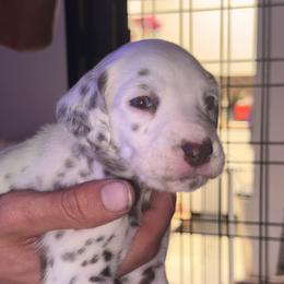 Girl 4 purple - White and liver brown female Dalmatian puppy in Miami, Florida from Soflo Dalmatians