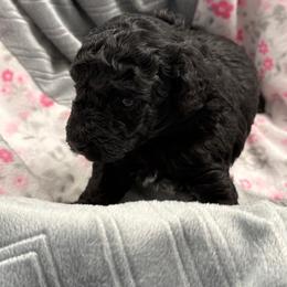 Poodle Puppies from Those Prissy P. Poodles