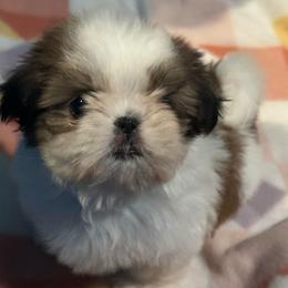 Kiss - Red and white female Shih Tzu puppy in Central, California from Ling Ling’s Shih Tzu