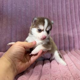 Mira - Chocolate female Pomsky puppy in Aberdeen, Idaho from Willow Creek Cresteds