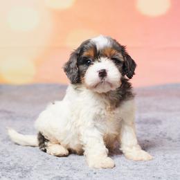 Link - Merle male Cavapoo puppy in Apple Creek, Ohio from Grandeur Valley Puppies