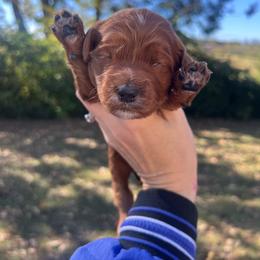 Purple - Red  female Goldendoodle puppy in Richmond, Kentucky from The Doting Doodle