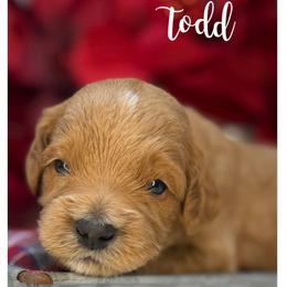 Todd - Apricot male Australian Labradoodle puppy in Gladstone, Oregon from Beaver State Labradoodles