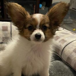 Girl 1 “Sunny Delight” - Papillon puppy from Pinnacle Papillons