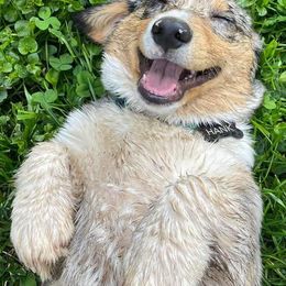 American Corgis and Pembroke Welsh Corgis from Creek Farm Corgis