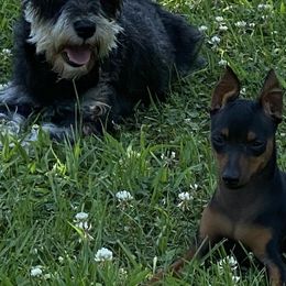 Cavalier King Charles Spaniels, Miniature Pinschers, Miniature Schnauzers, and Shih Tzus from Boggy Depot Cavaliers & Friends