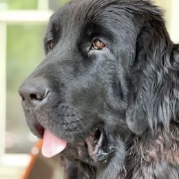 Bonnie - Newfoundland