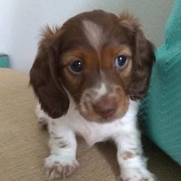 Dachshunds from My Loyal Treasures