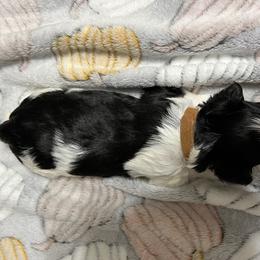 Biewer Terrier Puppies from Southern Star Biewers