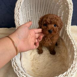 Henry(AKC) - Red  male Poodle puppy in Moreno Valley, California from Yanni's Poodle