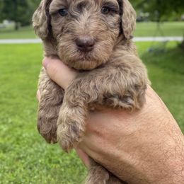 Sandy - Red merle female Aussiedoodle puppy in Claremont, North Carolina from Magnolia Grove Farms