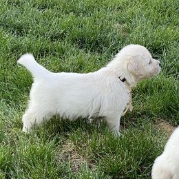 Golden Retriever and Jack Russell Terrier Puppies from Shelby Burleson's Golden Retrievers and Jack Russell Terriers