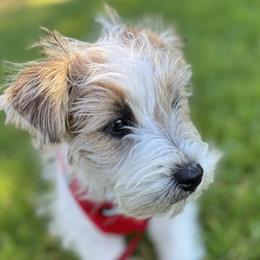 Page x Yanko Girl2 - Tri-color female Russell Terrier puppy in Sunnyvale, California from Elite AKC Show Russell Terriers