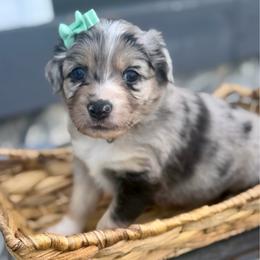 Teal - Blue merle female Miniature Australian Shepherd puppy in 32046, Florida from River Hill Ranch