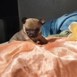 Lil Emma - Chocolate sabled fawn female Chihuahua puppy in Weatherford, Texas from Small and Mighty Chihuahuas
