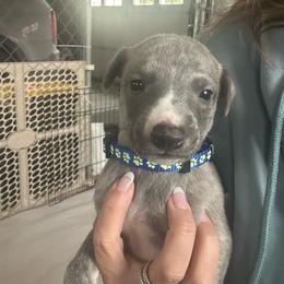 Boy 7 - Blue brindle male Whippet puppy in Corry, Pennsylvania from Sara's Whippets