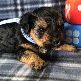 Boy 3 - Black and gold Yorkshire Terrier puppy in Marion, Indiana from Brandon's Yorkshire Terriers