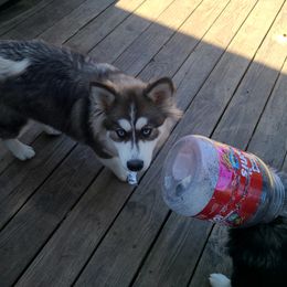 Girl #5 (💜) Willow - Gray and white Pomsky puppy in Norfolk, Virginia from 'Brick'House Couture Pomskies