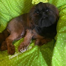 Emmy - Shih Tzu