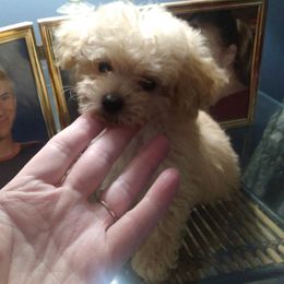 Poodle Puppies from Bloomingdale Toy Poodles