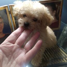 Poodle Puppies from Bloomingdale Toy Poodles