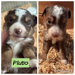 Pluto - Red tri male Toy Australian Shepherd puppy in Menan, Idaho from Teton Toy Aussies