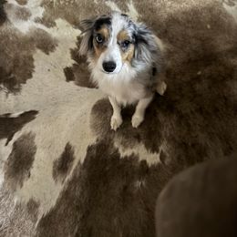 Britton - Toy Australian Shepherd