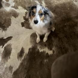 Britton - Toy Australian Shepherd