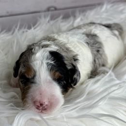 Australian Labradoodle puppies from Providence Labradoodles, LLC