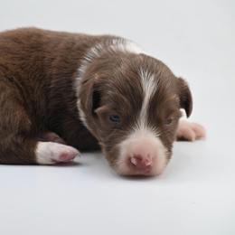 Little John - Liver and white male American Corgi puppy in Bland, Missouri from Shadey Lane Corgis