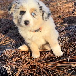 Girl 1 - Blue merle Miniature Australian Shepherd puppy in Shingletown, California from Whiskeytown Aussies