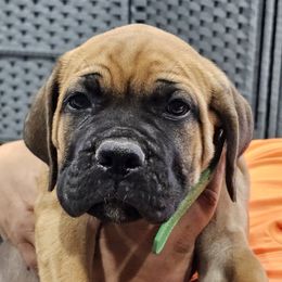 Green Collar Male - AKC and ICCF - VxH - Fawn male Cane Corso puppy in Gorman, Texas from McOmber Country Kennels
