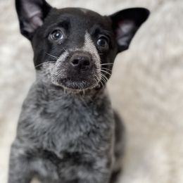 Girl 2 - Blue Australian Cattle Dog puppy in Texas from Rising J Cattle Dogs