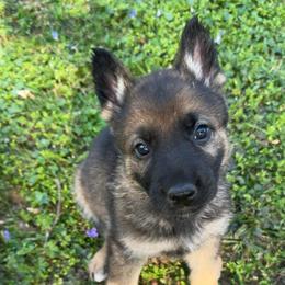 Yellow collar - Sable female German Shepherd puppy in Cumberland Gap, Tennessee from Royal Port K-9