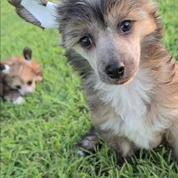 Braxton Long Star Angel - Brown male Chinese Crested puppy in Amarillo, Texas from Victoria's Chinese Cresteds Long Star Angels