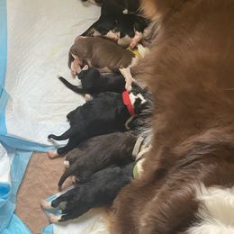 Aussiedoodle puppies from Southern Roots Kennel