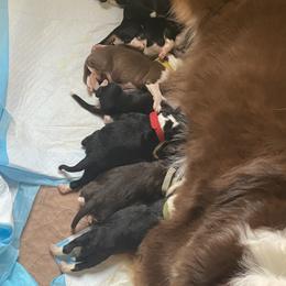 Aussiedoodle puppies from Southern Roots Kennel