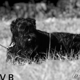 Liberty - Giant Schnauzer
